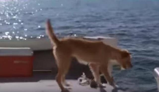狗狗掉落海中，海豚出现将其救起，让人看了很感动
