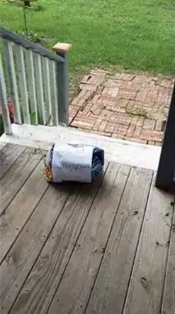 网友家的猫被邻居家的猫搞怀孕了，有天早上在门口竟看到这个...