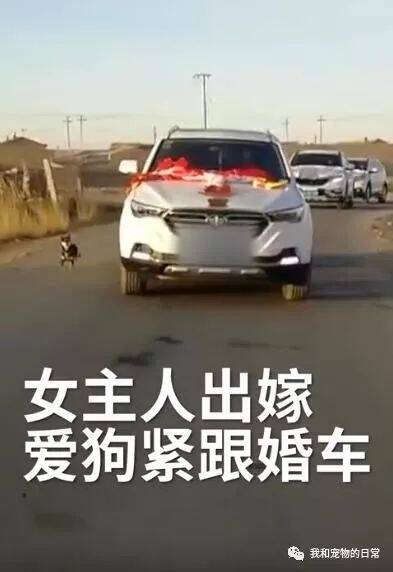 这是现实中的忠犬八公！女主人出嫁，爱狗狂追婚车6里路不舍送别！