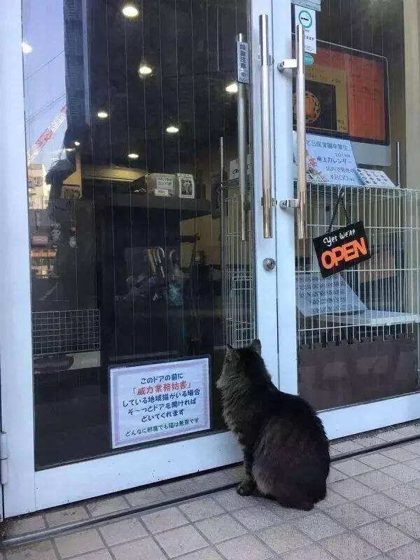 猫咪坐门口妨碍营业 店家却贴了一张可爱告示提醒顾客