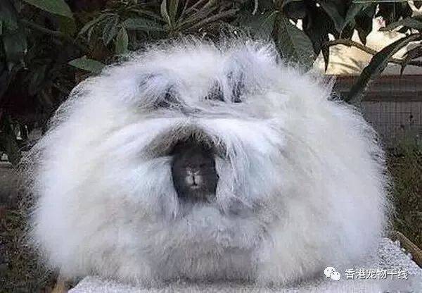 兔兔Wally告诉你：论发型对颜值的重要性