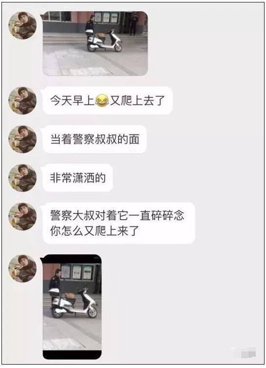 巡逻回来发现座驾被橘猫霸占了，警察叔叔很无奈，只好...