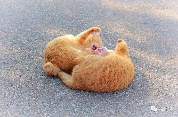 橘猫的屁股看着很好吸的样子，毛茸茸，肉乎乎…