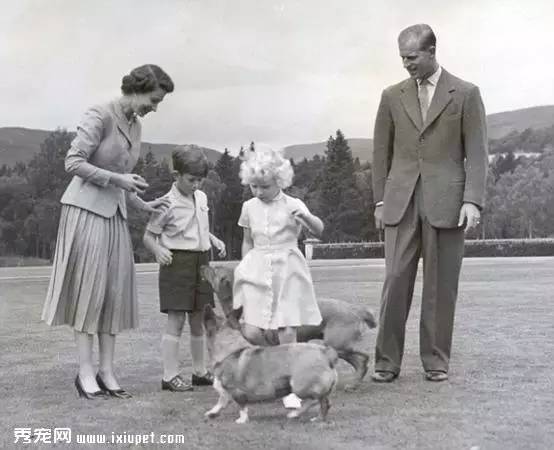 英国女王柯基犬：小狗的外表大狗的灵魂