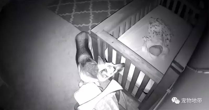 狗狗半夜2点溜进宝宝房，监视器拍到了超暖心一幕