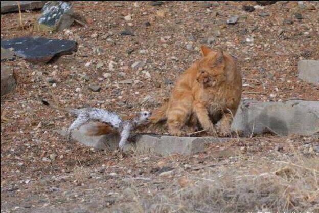 白鼬偷袭流浪橘猫，眼看干不过立马开溜