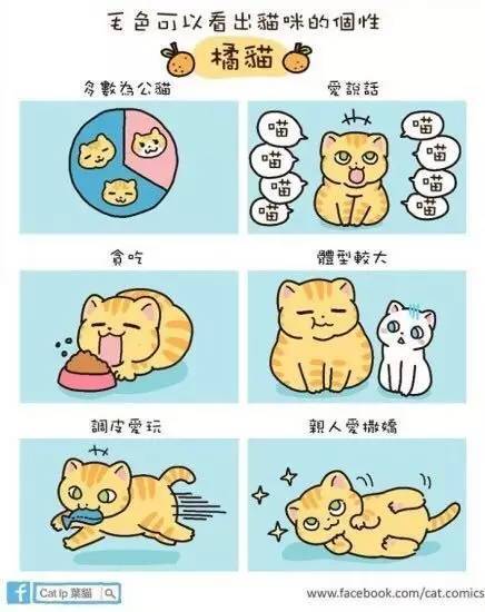 3组图让你瞬间爱上橘猫无法自拔！