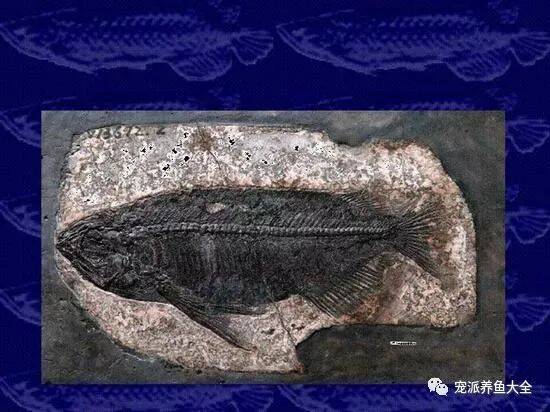湖北发现世界最完整金龙鱼化石，被确定为金龙鱼新品种“中华金龙鱼”