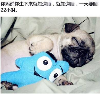 狗生不易，且行且珍惜！