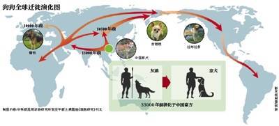 科学家揭秘狗狗起源于中国南方，驯化于约3.3万年前