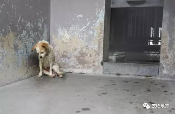 令人心疼的狗狗～现在不必再窝在角落独立伤心了！