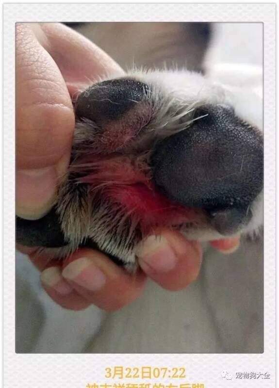 宠物狗趾间炎的治疗和防护