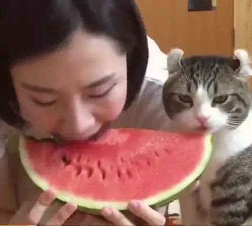 女主人在吃西瓜，猫咪也想吃，结果吃上后就停不下来了！