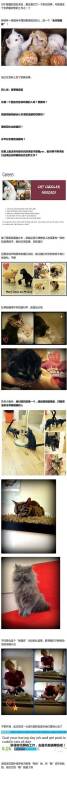 这大概是所有猫奴梦想中的工作！