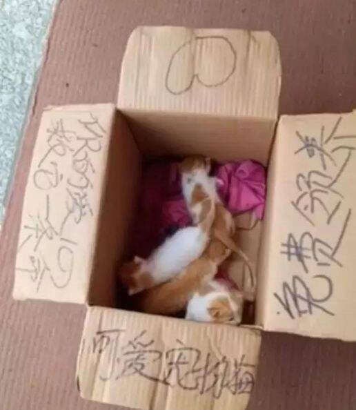 菜市场门口有人免费送小奶猫，可惜没人愿意要