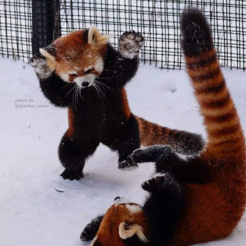 下雪天，撒上糖霜的小熊猫们也变得更加美味可口啦~