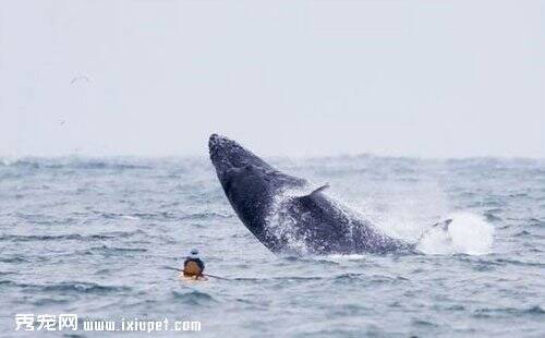 美国业余动物摄影师意外拍下一只18米座头鲸疯传网络