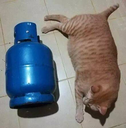 网友想知道家里橘猫有多胖，于是他拿出了液化气瓶跟橘猫合照