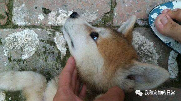 花了800块钱买的哈士奇，结果却越养越黄，你说是不是柴犬搞的鬼？