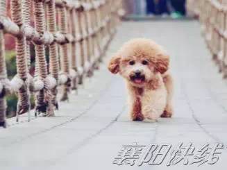 泰迪狗狗不好养？教你几招喂养小知识！