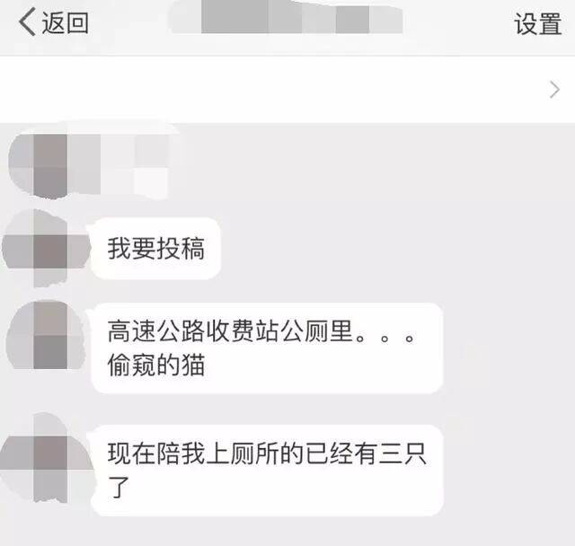 三只猫盘踞高速收费站公厕，光明正大偷窥路人上厕所，放肆的可爱