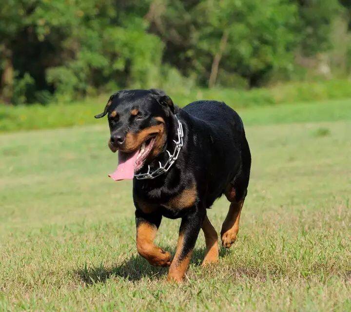 大型犬的幼犬需要补钙吗？