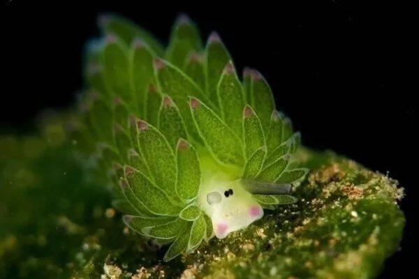 你见过长得像小白菜一样的藻类海蛞蝓吗？这是宠物小精灵吧！