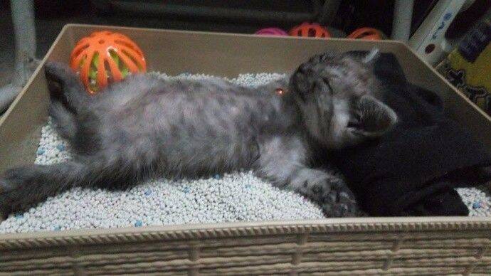 新领养回来的小猫特别可爱，就是爱好有点儿重口味！