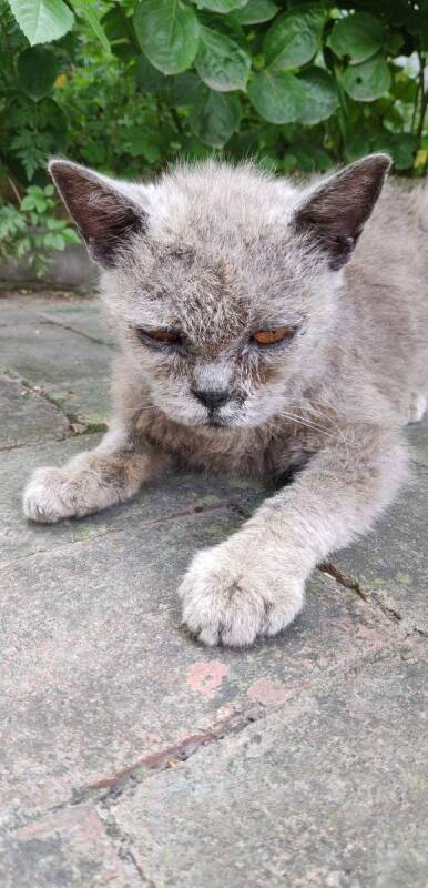 在厂子里遇到一只流浪猫，全身瘦骨嶙峋，女孩看它可怜就抱回家了