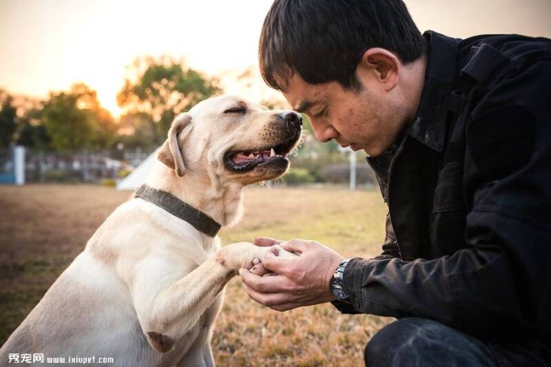 上海莘巴训犬基地训犬师的日常 经营狗狗的“黄埔军校”