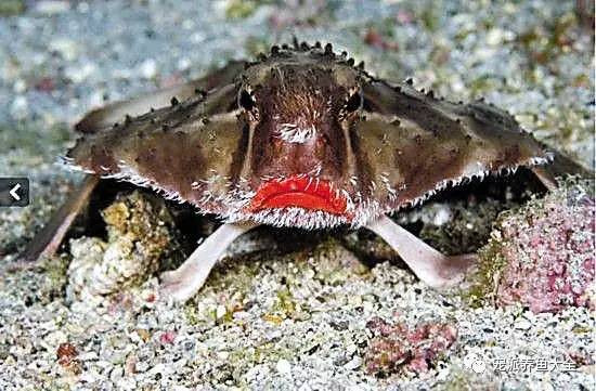 【每日一鱼】傲娇的红唇蝙蝠鱼：靠烈焰红唇吸引猎物……
