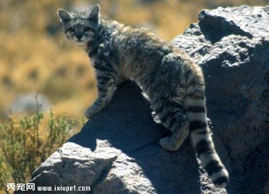 智利捕捉到稀少的猫科动物之一‘山原猫’