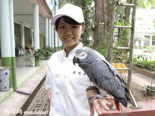 非洲灰鹦鹉的流浪之路 促使台湾高中开设宠物科系