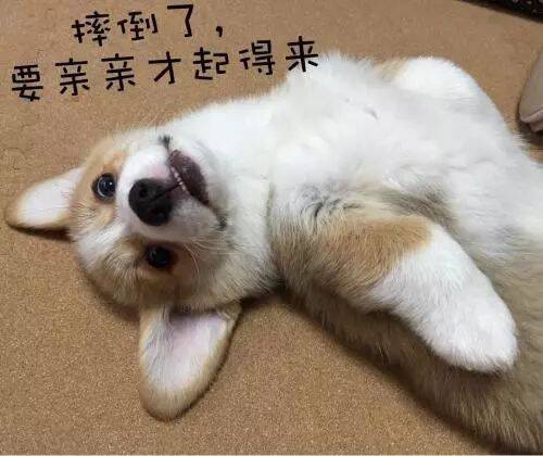 狗狗避孕的几个方法