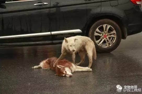 同伴被撞　大白狗车阵中淋雨守候