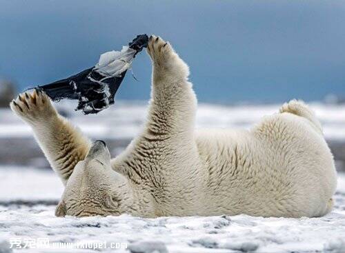 摄影师捕捉北极熊雪地玩弄内衣 并试图穿在身上【图】