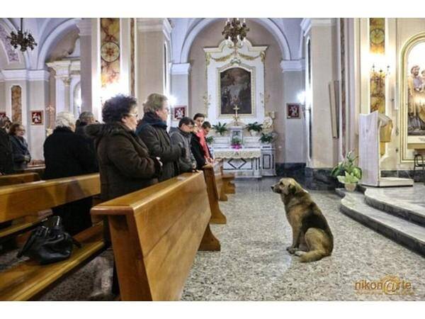 一只流浪狗天天去教堂做祷告，背后的故事让人泪崩