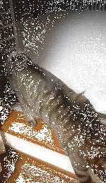 猫咪看到外面下雪了，吵着要出去玩，结果主人打开门后……