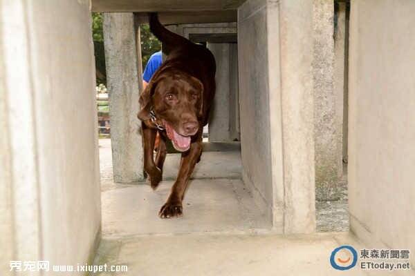 首度进军世界杯三只搜救犬代表台湾前往丹麦参加比赛