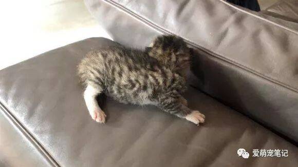 取快递捡到一只未睁眼的奶猫，细心照顾一月后，发现猫咪太可爱了