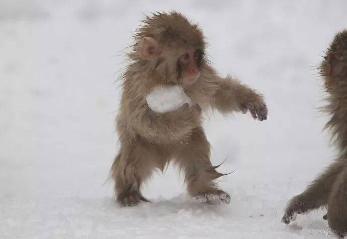冬天在雪地里滚雪球打雪仗的小猴们，简直萌翻了！