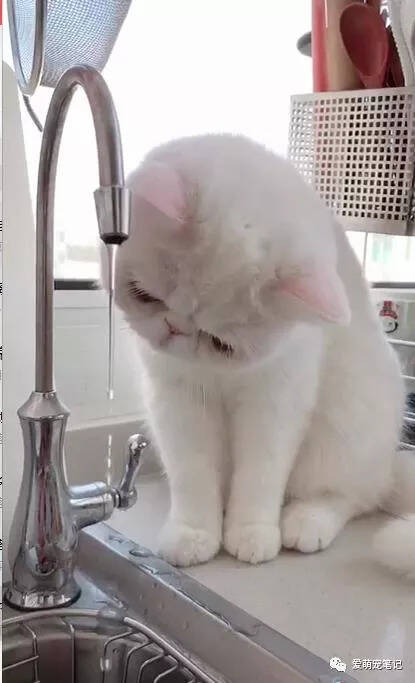 加菲猫想喝水龙头的水，却怎么也喝不到，网友：大饼脸的悲哀啊！