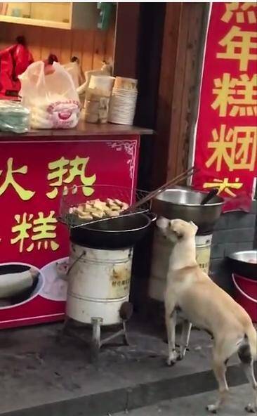 偷臭豆腐的流浪狗，被老板抓了个现行，老板：留下当看门狗，还债