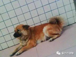 为什么养宠物狗的人很少选择养田园犬呢?