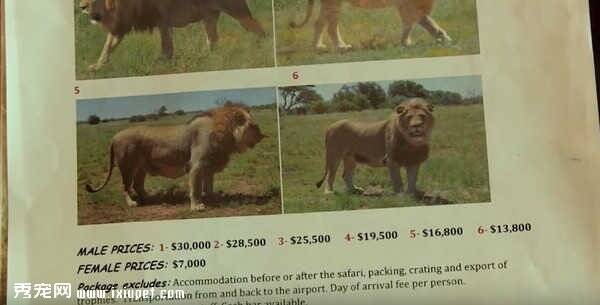 狮子在南非可以有合法养殖场