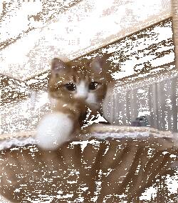 远远看见猫在向自己招手，开心地飞奔过去，结果…