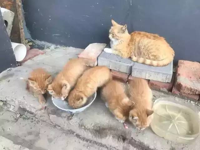 流浪猫妈妈抚养5胞胎，不知为何丢了一只，见人就凶！