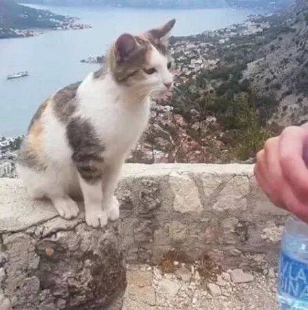流浪猫太渴了向路人讨水喝，路人竟然这样做...