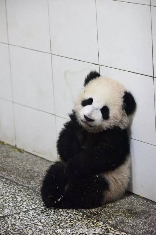 熊猫妈妈在吃饭，熊猫宝宝抱着自己在墙角等妈妈，萌化
