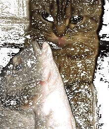 铲屎官买了鱼回来，猫咪迫不及待要和鱼来一个亲密接触